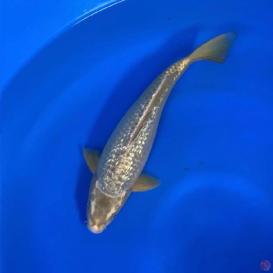 Green Tea ginrin 35cm male