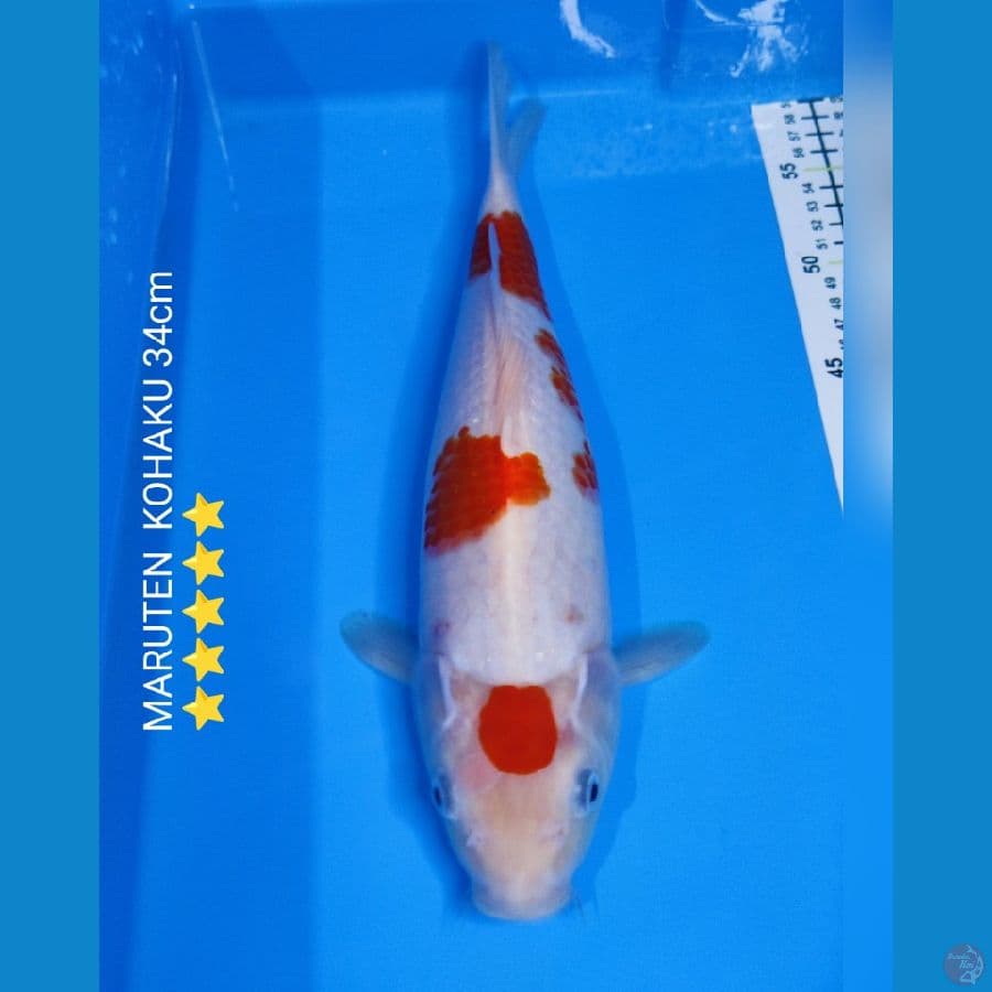MARUTEN KOHAKU ⭐⭐⭐⭐⭐
