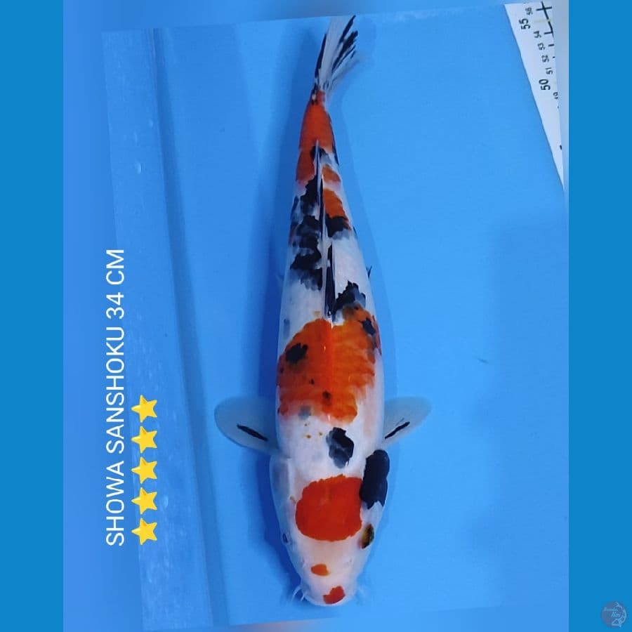 SHOWA SANSHOKU 35 CM ⭐⭐⭐⭐⭐
