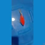 Tamasaba 19 cm