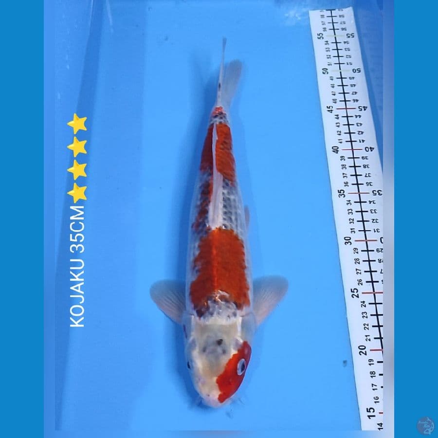 KUJAKU 35 CM ⭐⭐⭐⭐