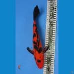 AKA BEKKO 30CM