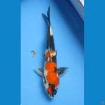 SHOWA 29CM