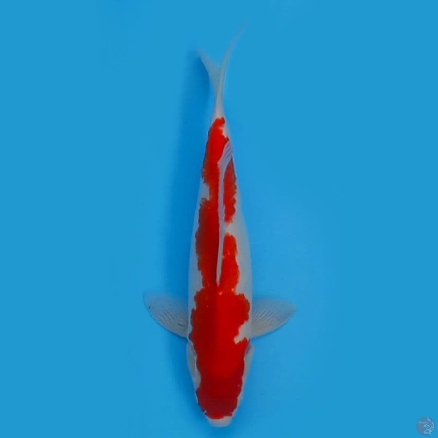 KOHAKU INAZUMA 37CM - FEEMALE