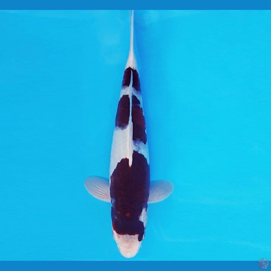 KENZEI 3 ~ BUDO GOROMO 30 cm/male ™