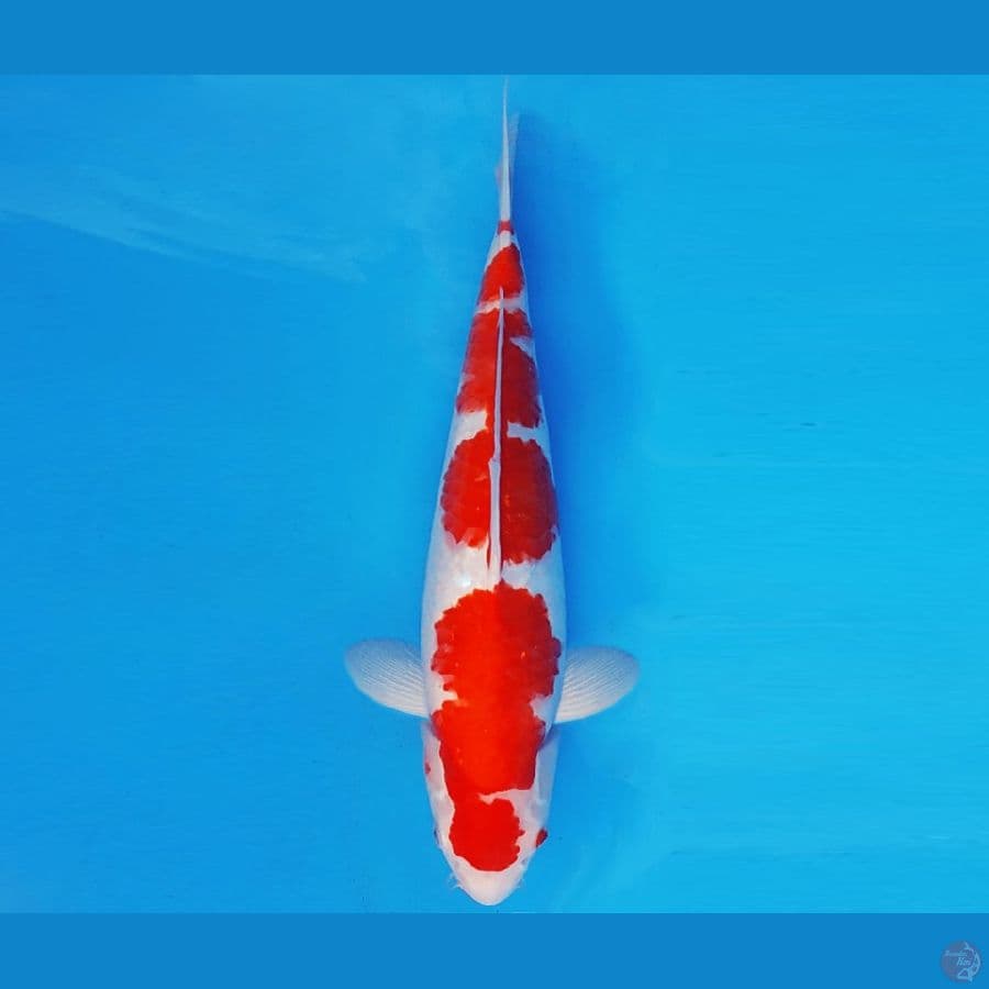 KENZEI 7 ~ KOHAKU 35 cm/male ™