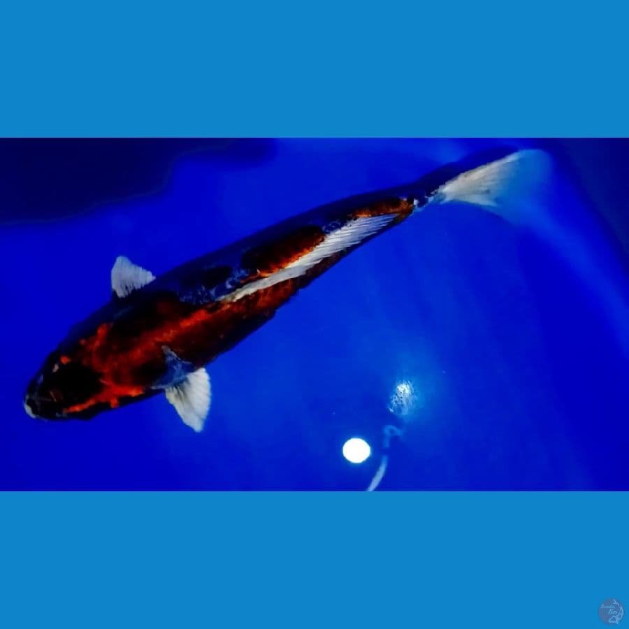 kiko 37 cm.male