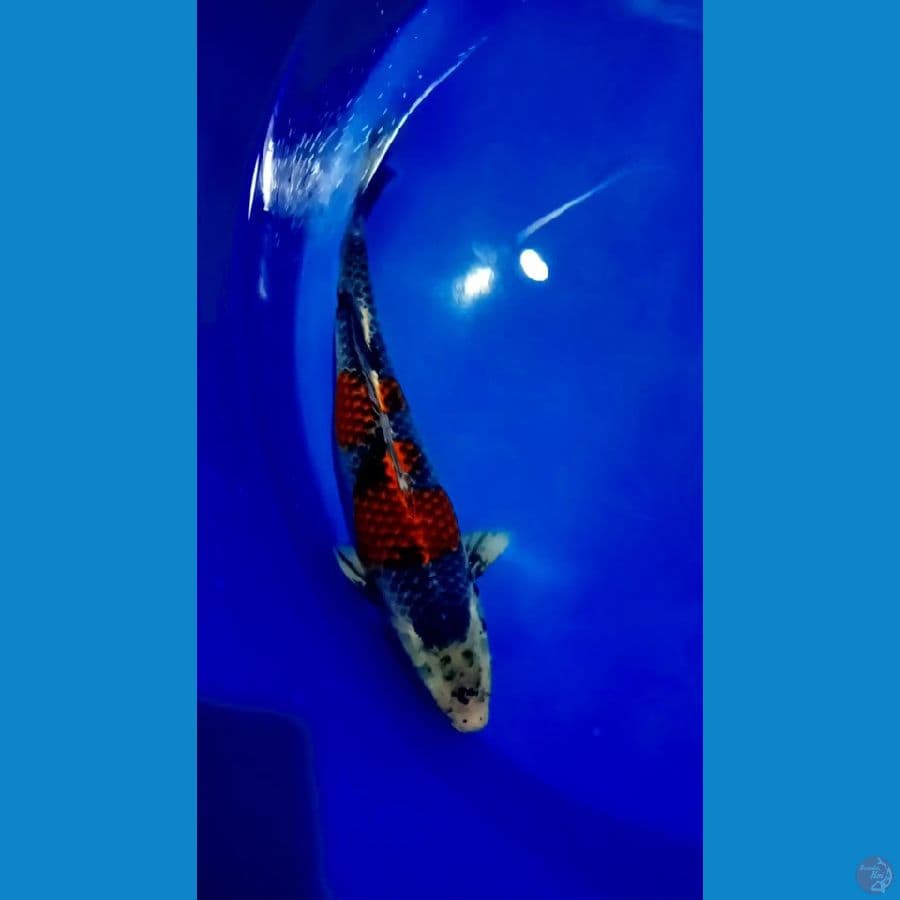 beni ginga 40 cm.