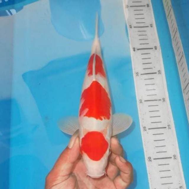 TOP SANDAN KOHAKU