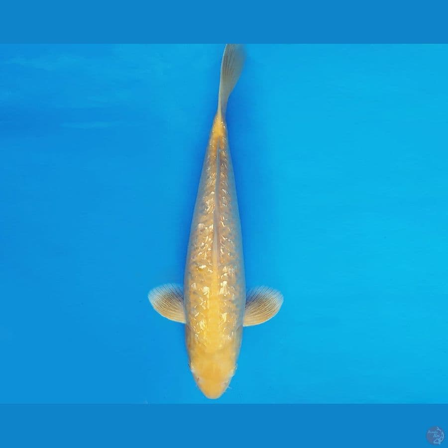 KENZEI 10 ~ KARASHI GIN RIN 34 cm/fm ™