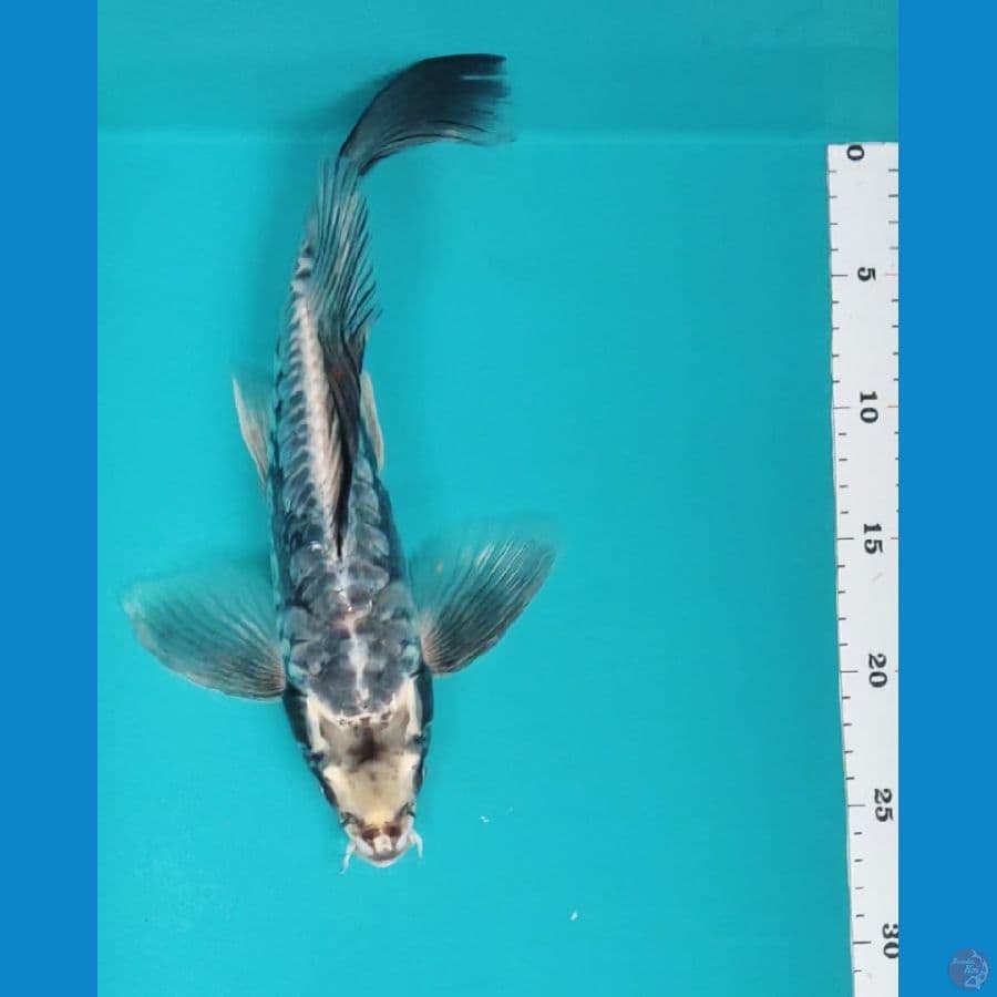 32cm male antik aragoke