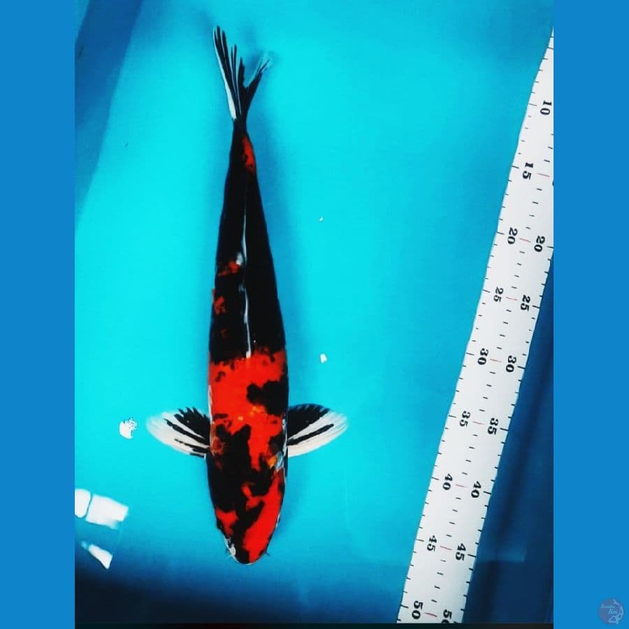 kin showa doitsu 38cm male