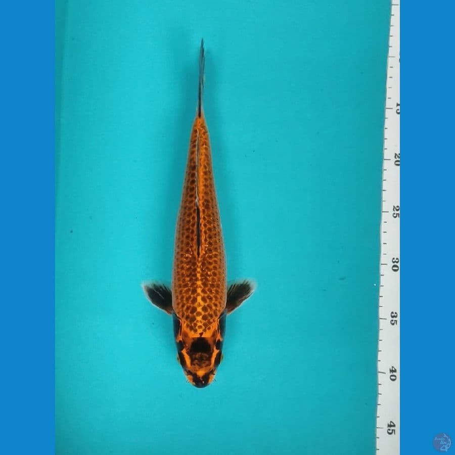 32cm male red chagoi