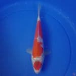 Maruten _ 27 cm