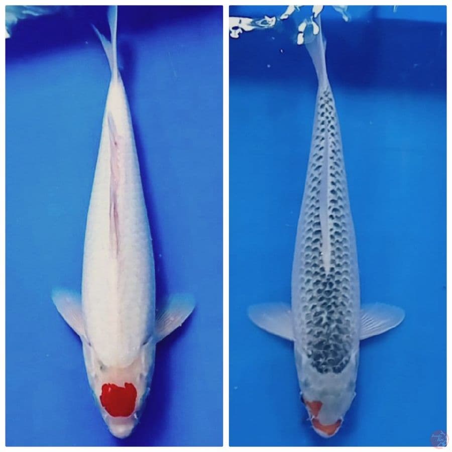mik 30-33 cm