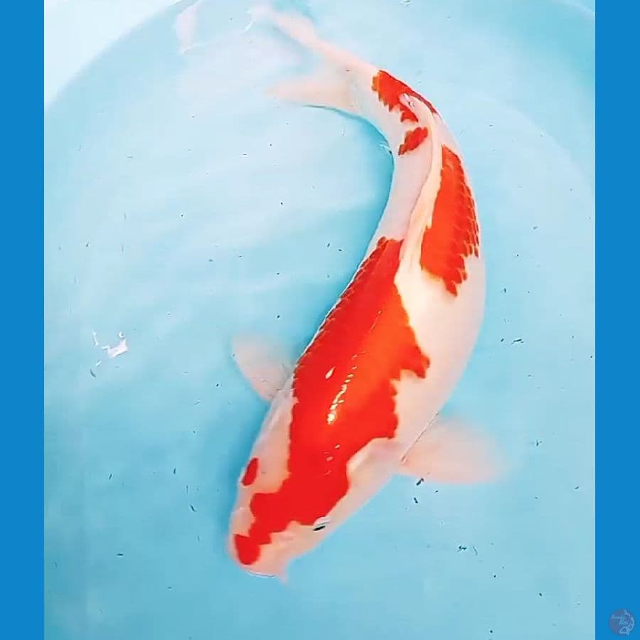 jumbo inazuma kohaku strong f 44 cm