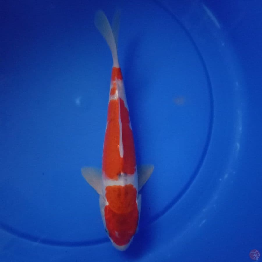 Gosiki _ 27 cm
