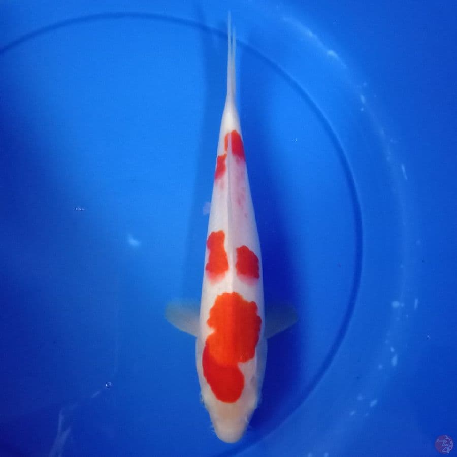 Kohaku _ 28 cm