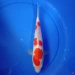 Kohaku _ 28 cm
