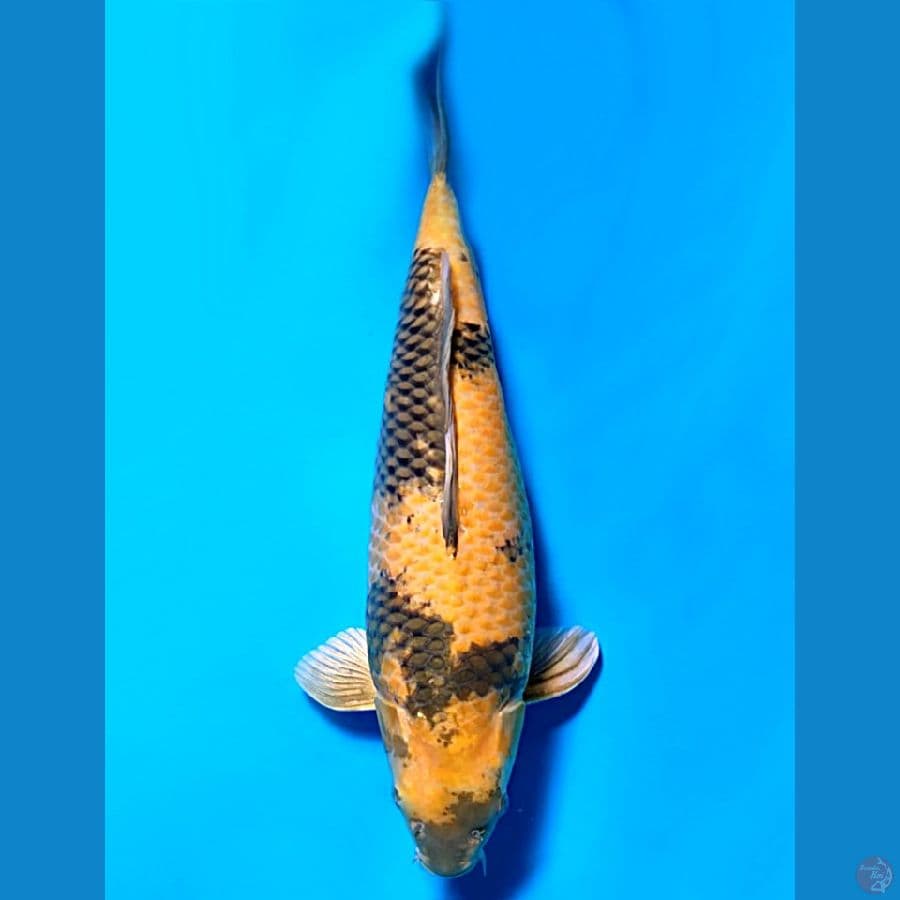 RARE KI UTSURI