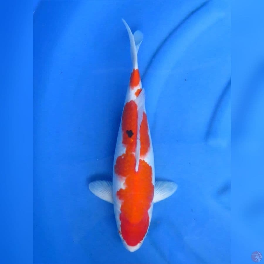 39cm - Sanke Tategoi 