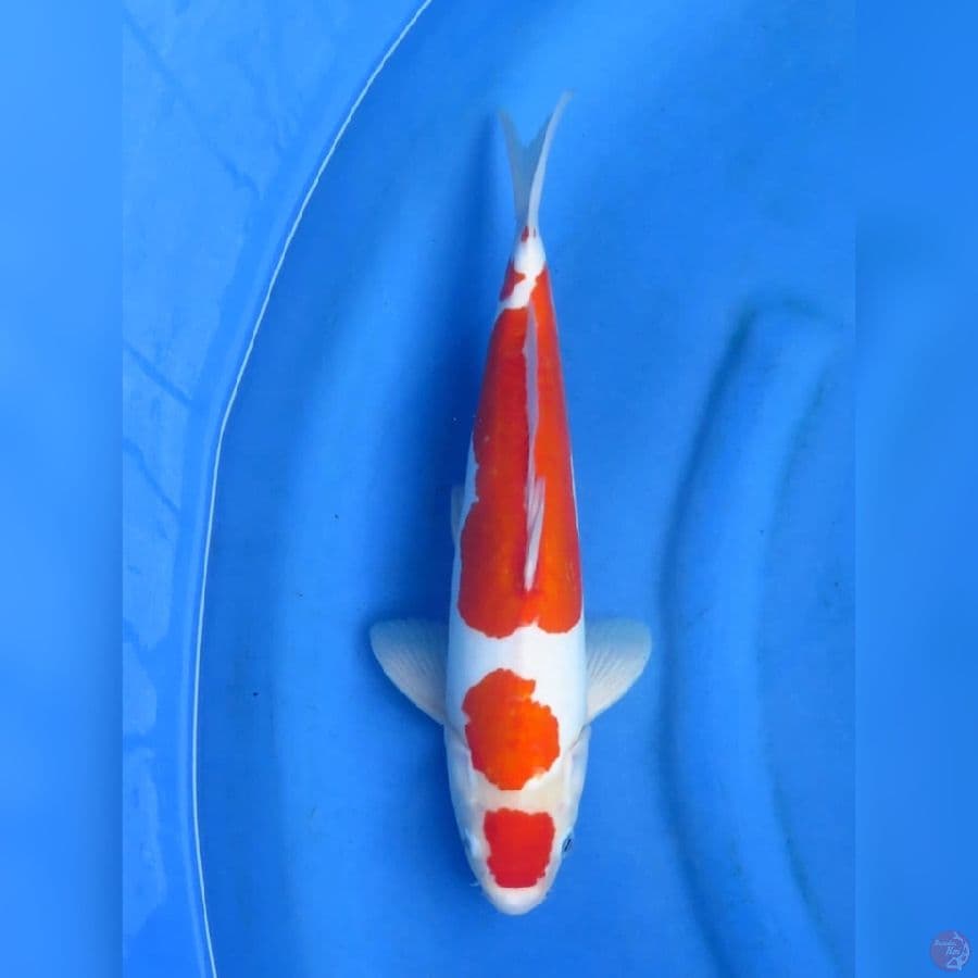 35cm - Red Kohaku Doitsu Murni