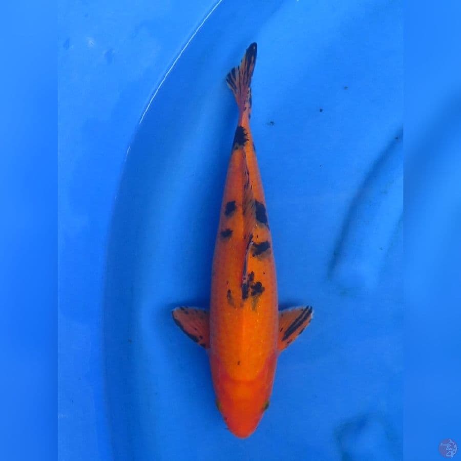 33cm - Bekko Merah Koleksi 
