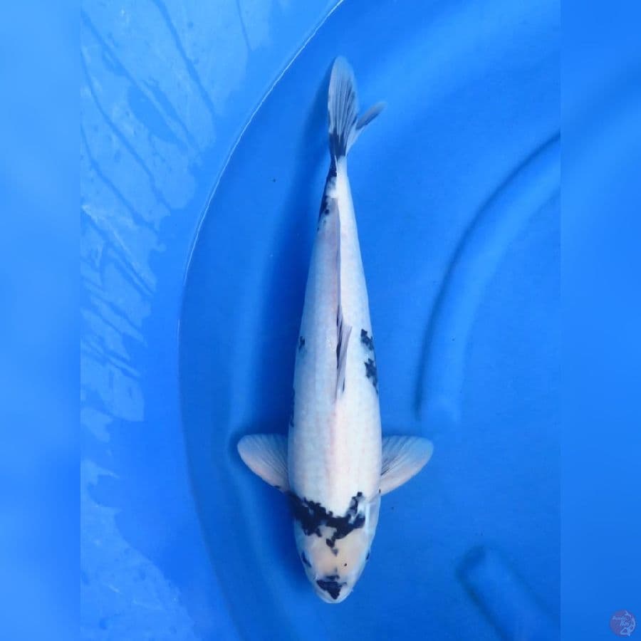 45cm - F1 Shiro Tategoi no bocor 