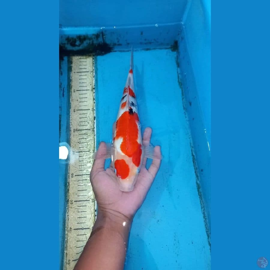 Sanke 30cm