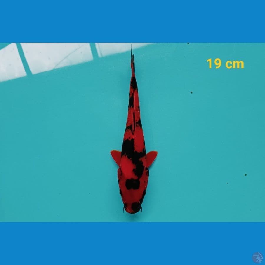 Hiu halus 19 cm