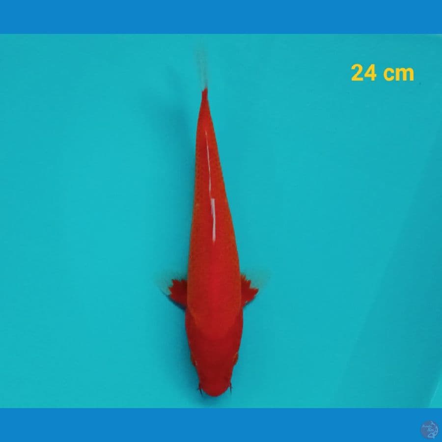 Akahajiro 24 cm