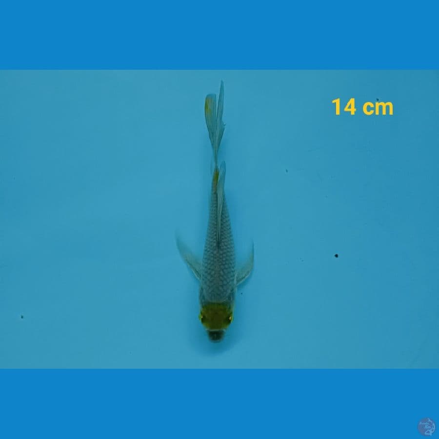 Tancho Slayer Ochiba 14 cm