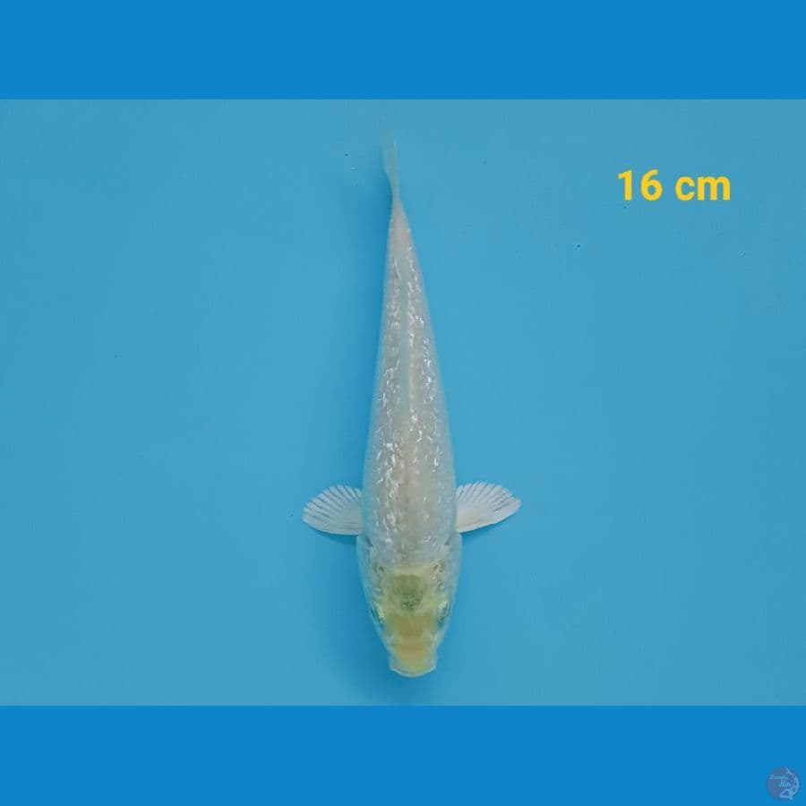 Shiromuji ginrin hikari 16 cm