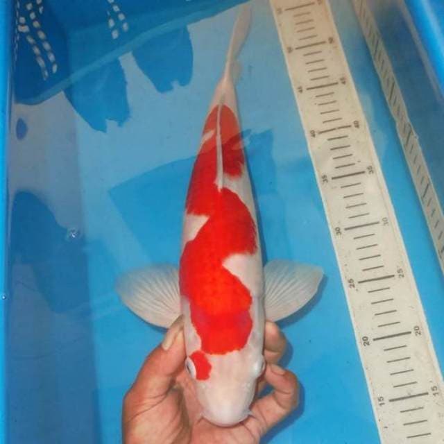 MAGARU LIUK KOHAKU F1 