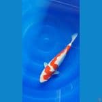 Kohaku Doitsu Berpunuk 35cm/m⁶