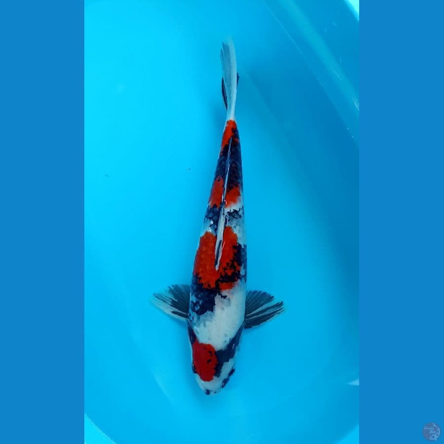 45cm showa male