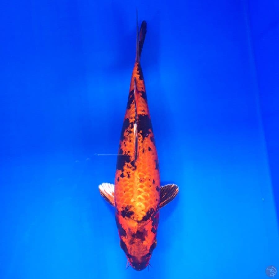 Kin Hi Utsuri 31cm