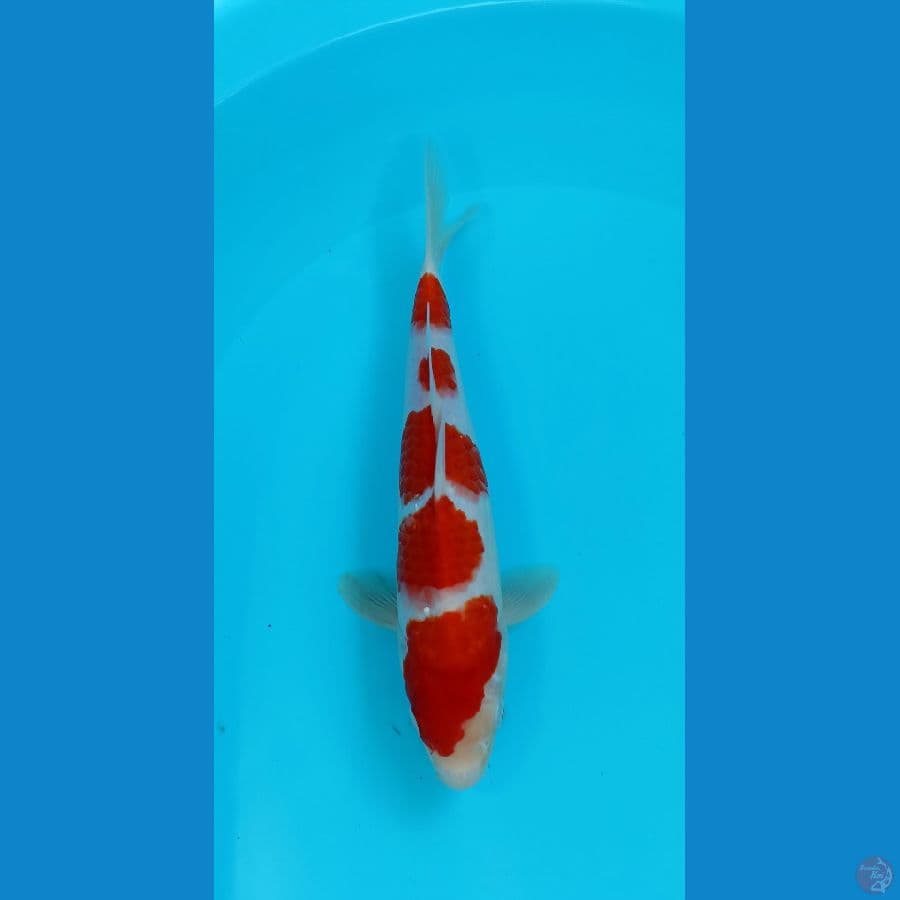 kohaku 28cm