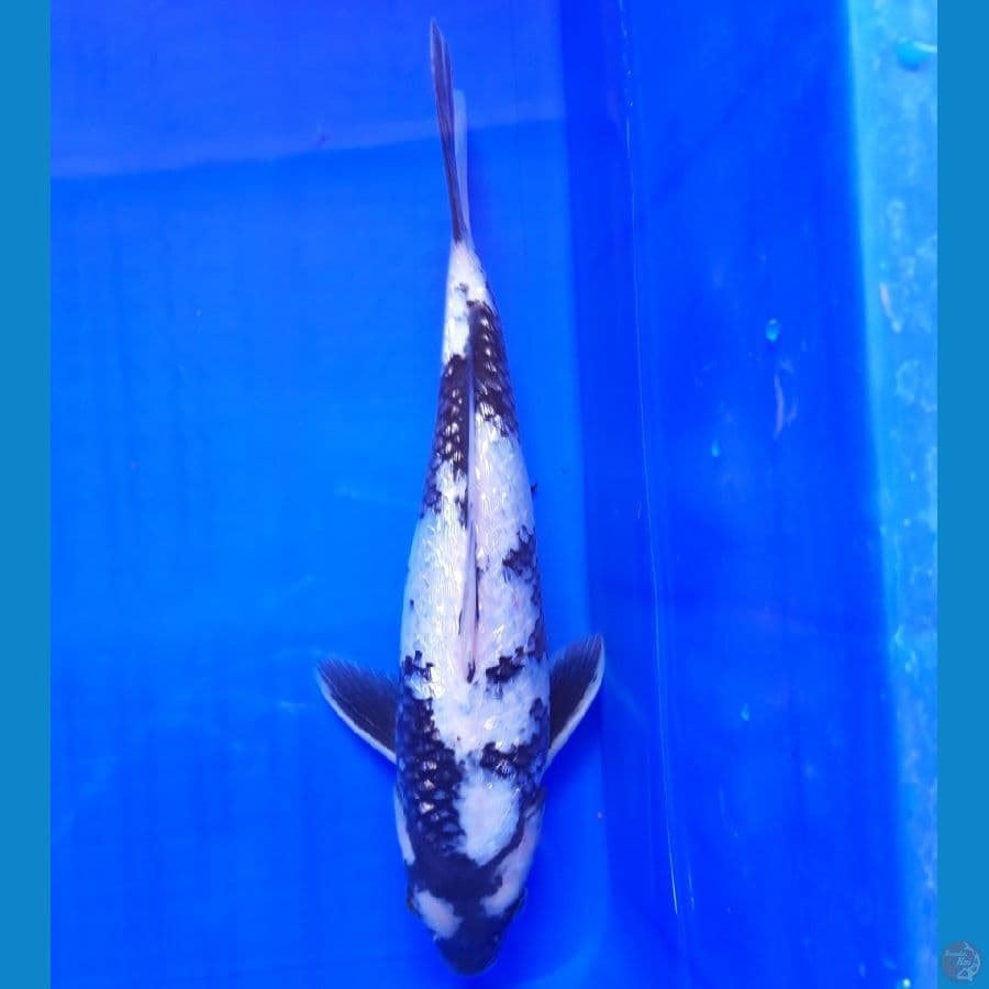 Shiro Ginrin 28cm
