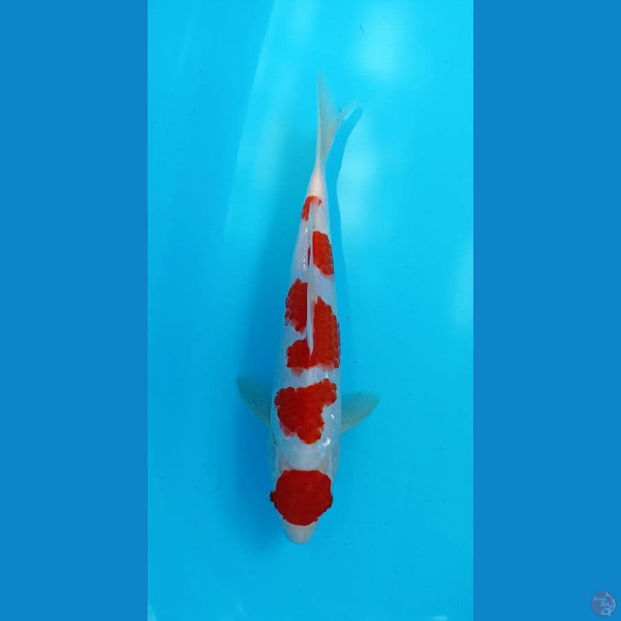 maruten kohaku 27cm