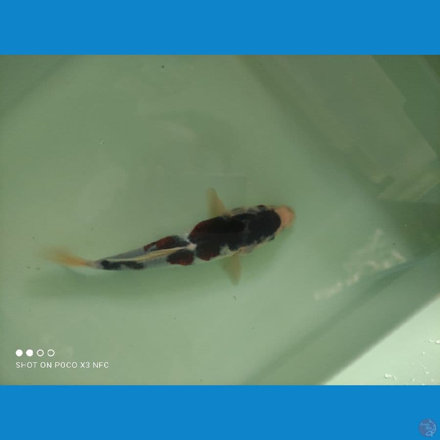 goromo 20cm