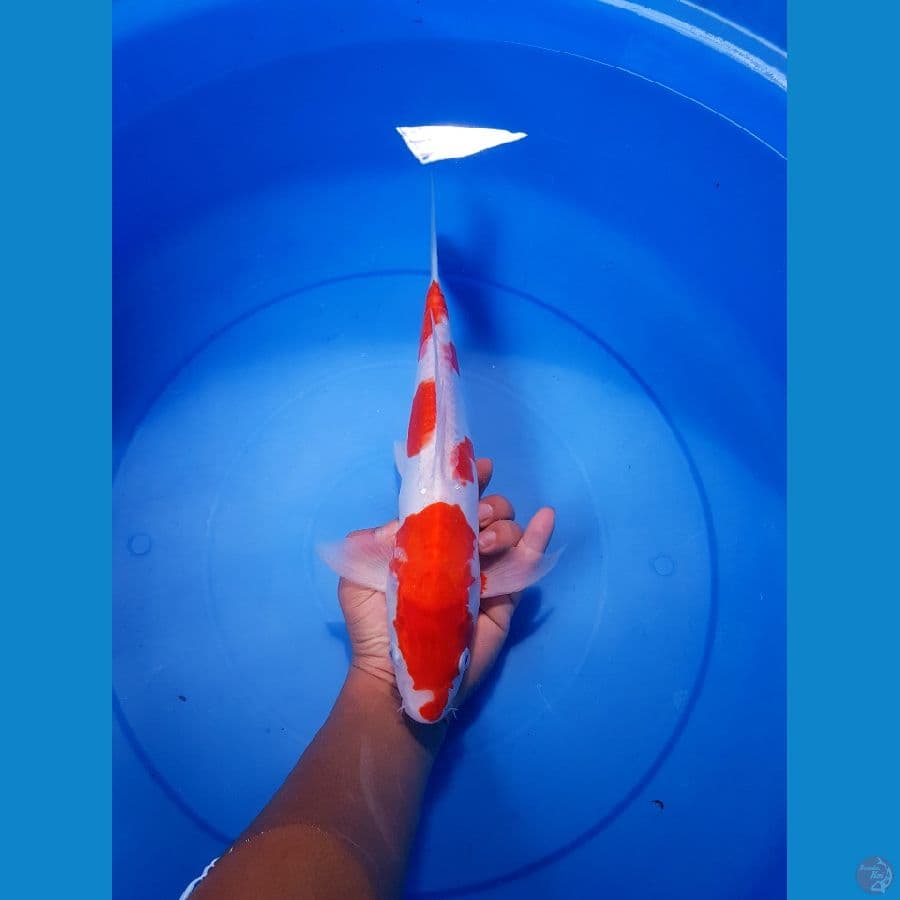 KOHAKU DOITSU JANTAN 33 CM 