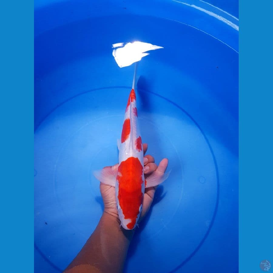 KOHAKU DOITSU JANTAN 33 CM 