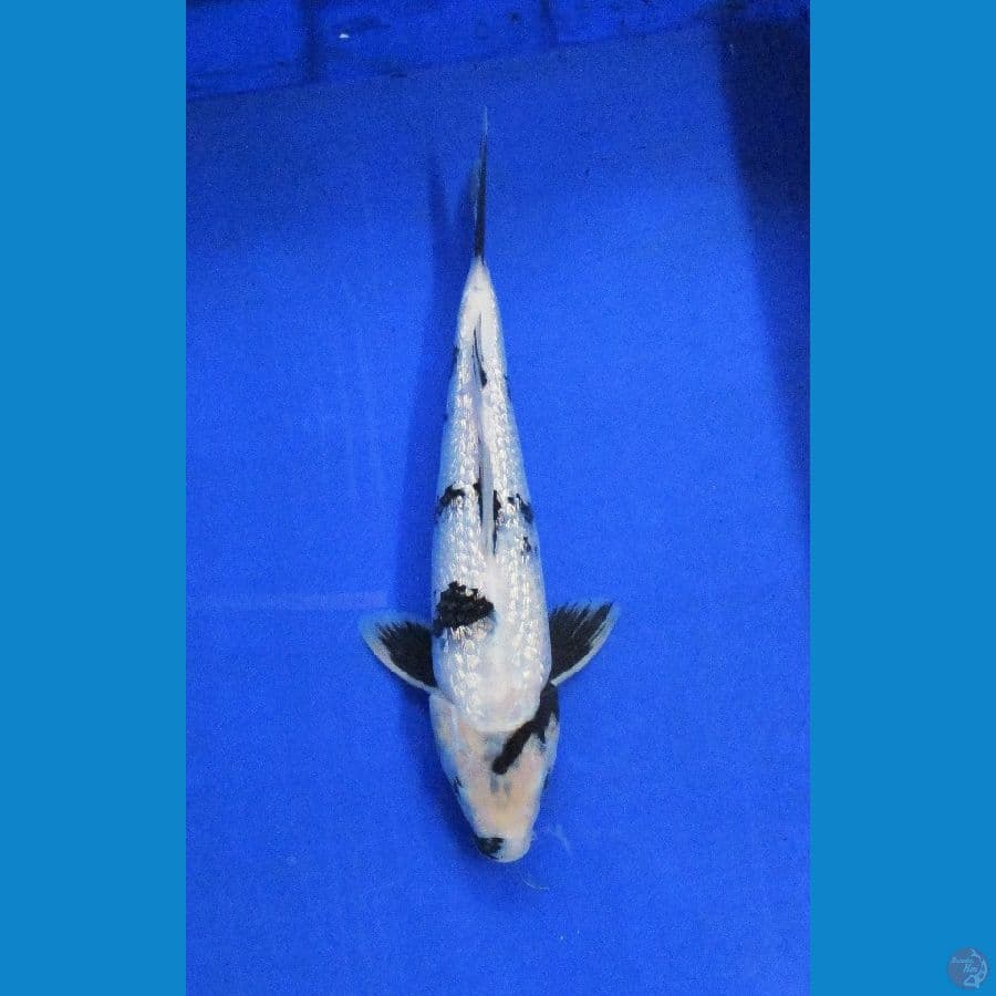 shiro ginrin ±34cm