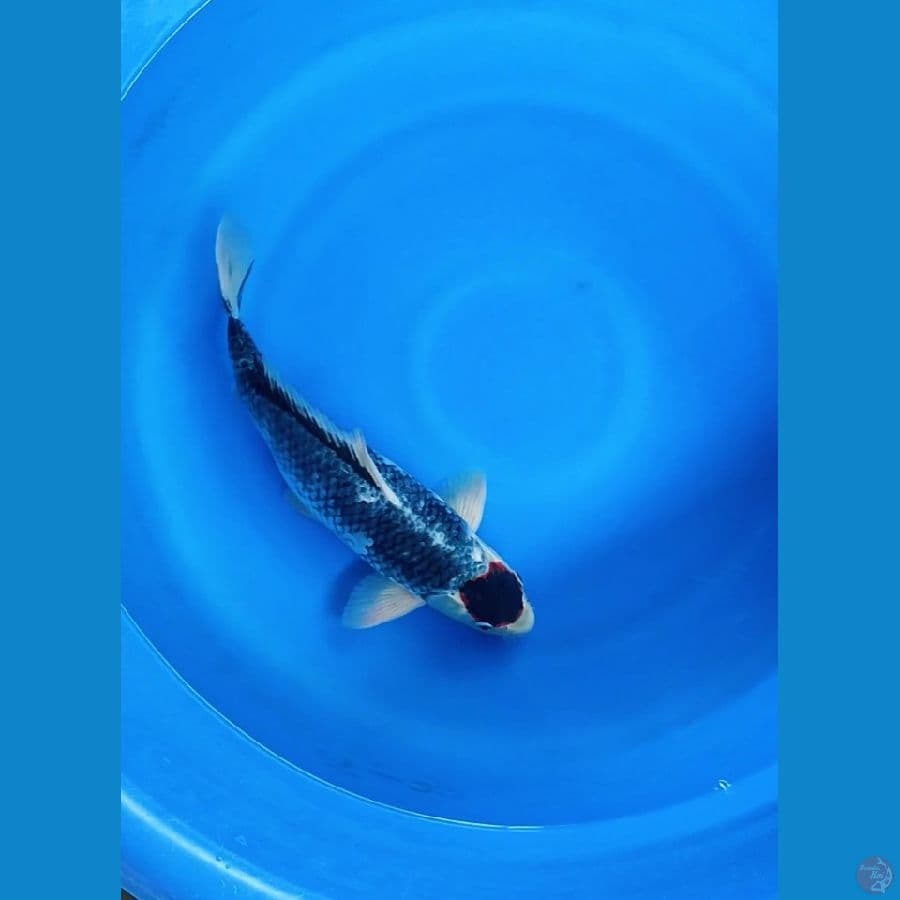 Tancho Matsukawabake 40cm male