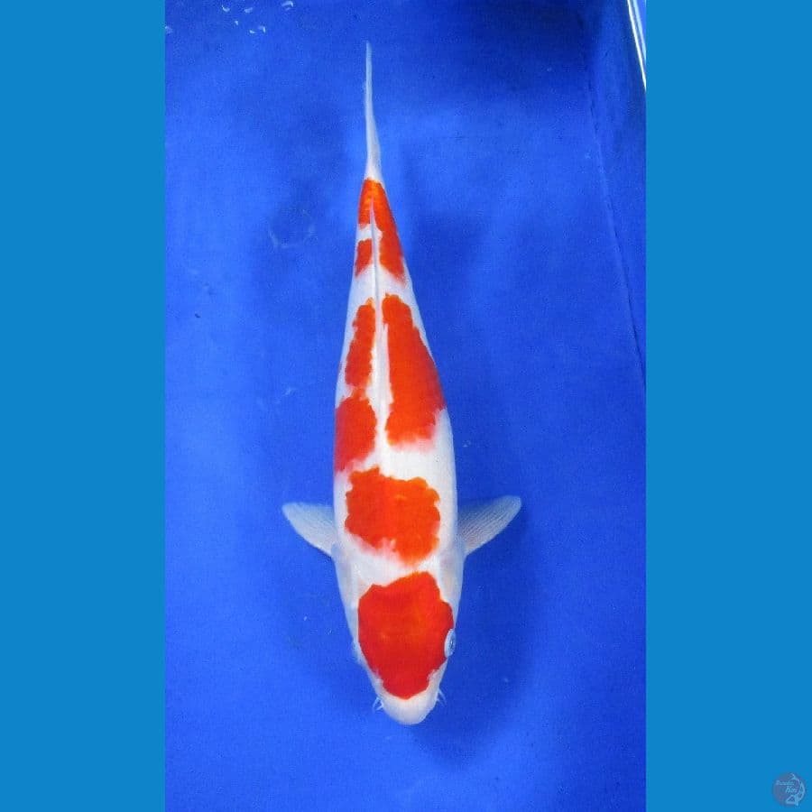 kohaku ±38cm