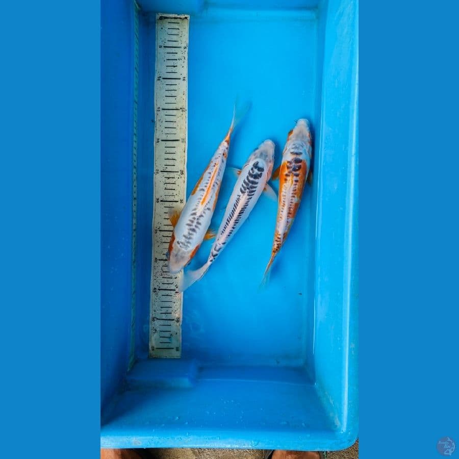 shusui 28-30cm
