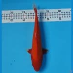 CHIKARA 12 ~  AKA HAJIRO TEMBUS 26CM/MALE