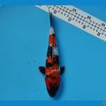 SENSO 21 ~ SQ SHOWA SANSHOKU GINRIN 24CM/MALE
