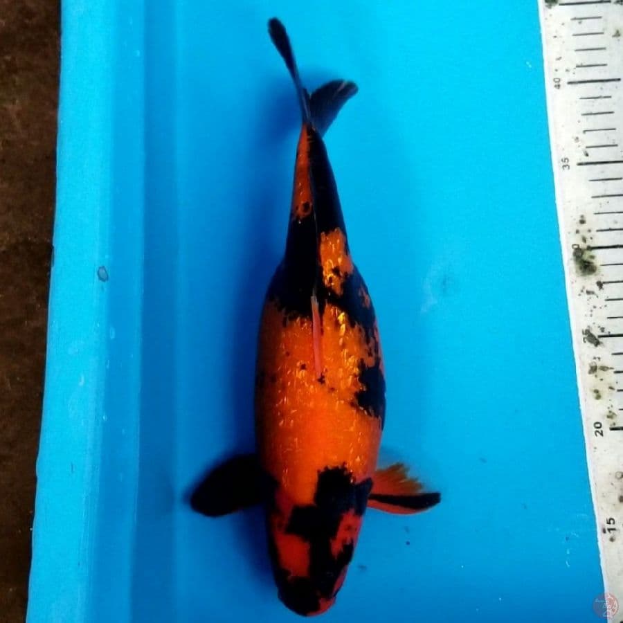 HI UTSURI GINRIN SHORT BODY 31 CM